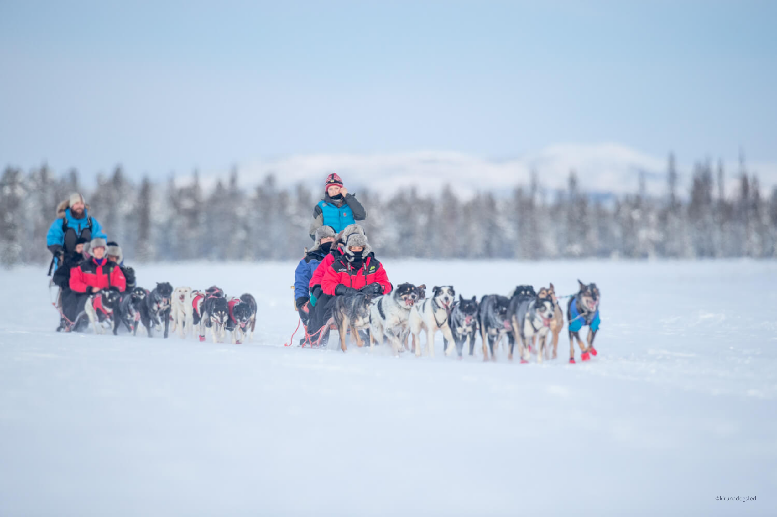 Dogsledding in Winter Wonderland - kirunadogsled - Discover Kiruna