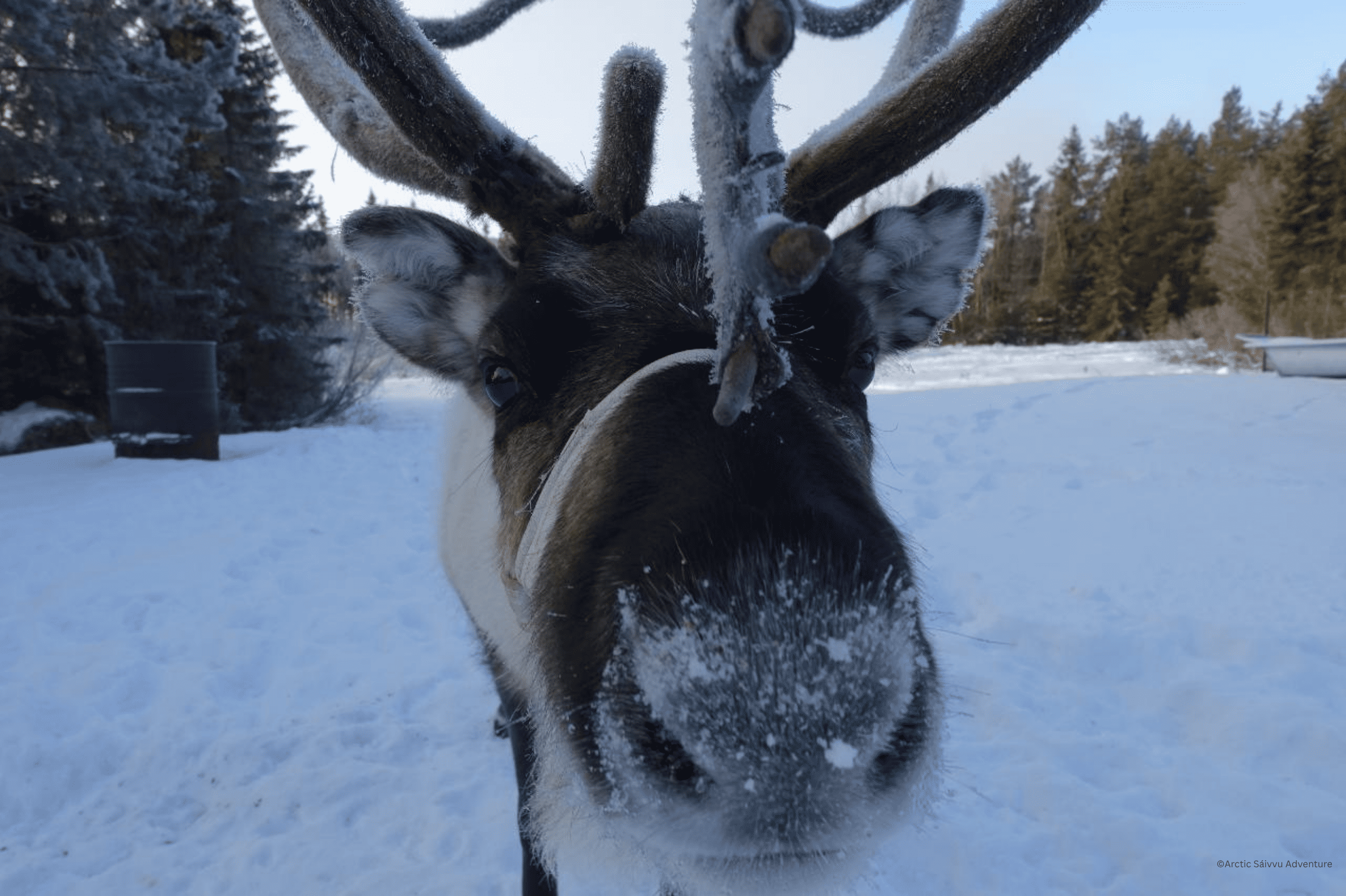 Arctic Sáivvu Adventure - Sami northern Lights tour​ Lavvu tent reindeer winter