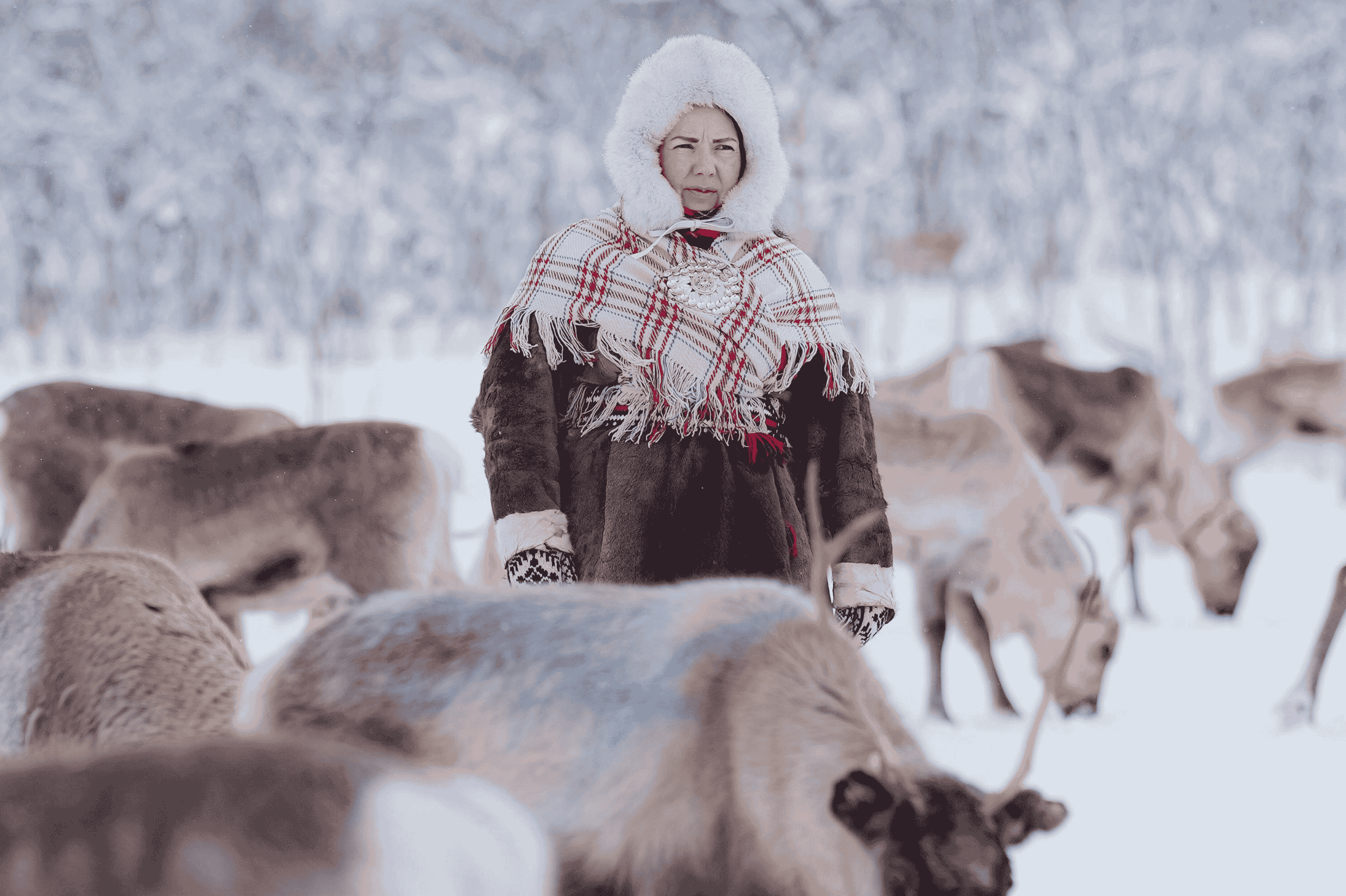 Discover Kiruna Sami Reindeer Herder tours