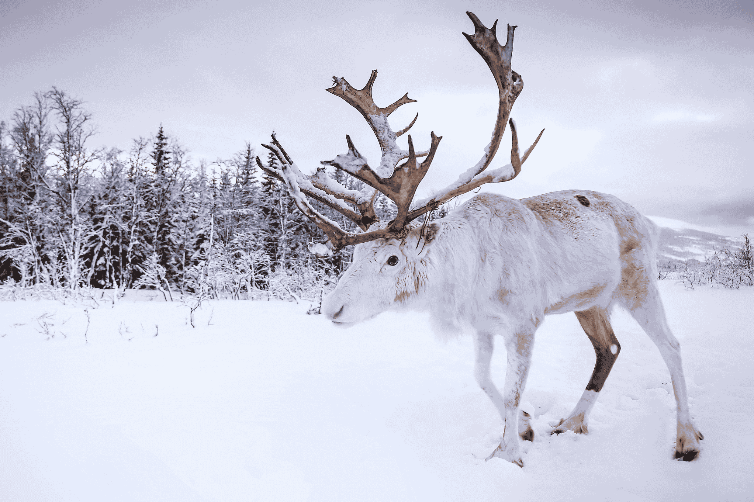 Discover Kiruna Sami Reindeer tours