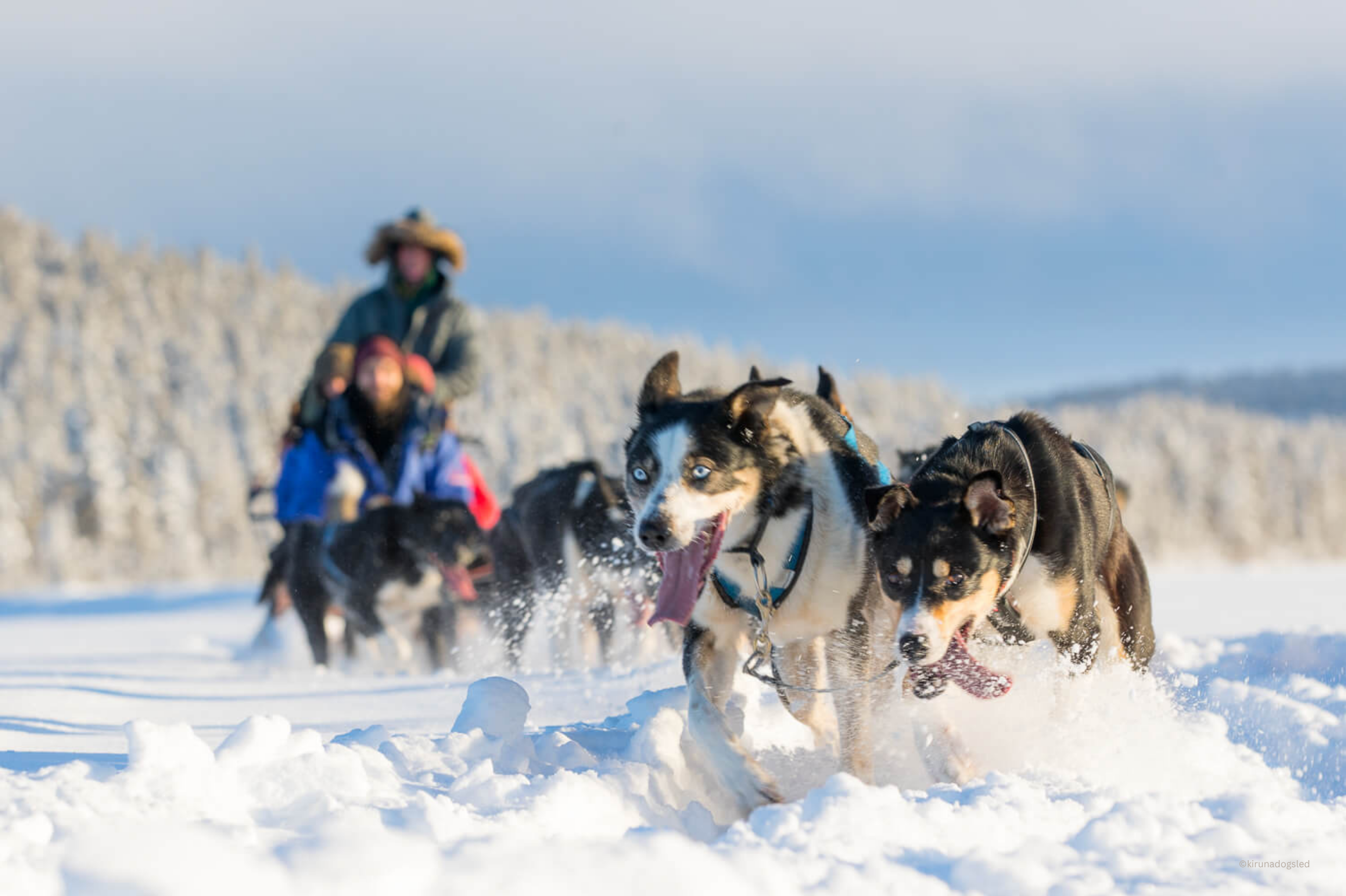 Kiruna Dogsled - Drive your own Husky Team - Husky Puppies (1)
