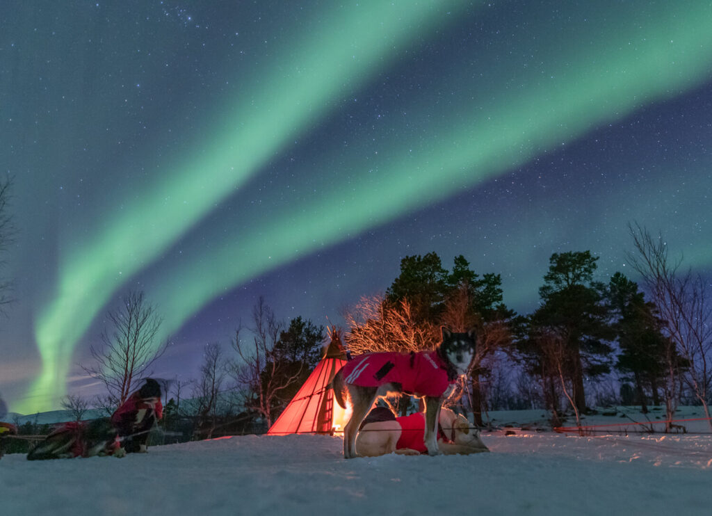Kiruna dogsled - Northern Lights Husky Hunt - Siberian Husky