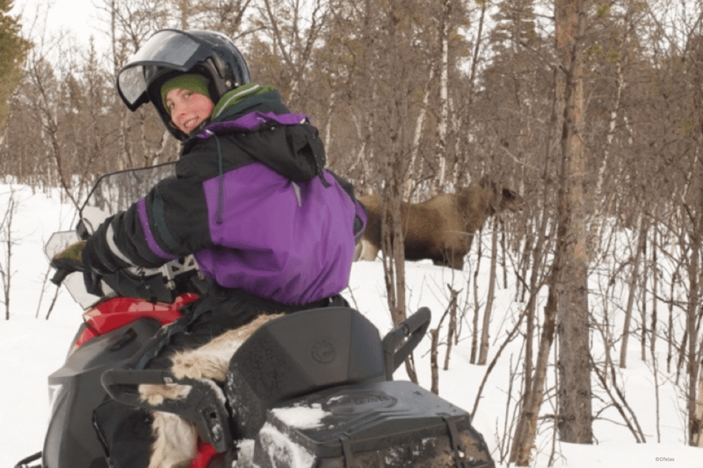 Ofelas - Arctic wildlife safari with snowmobile - Moose-min
