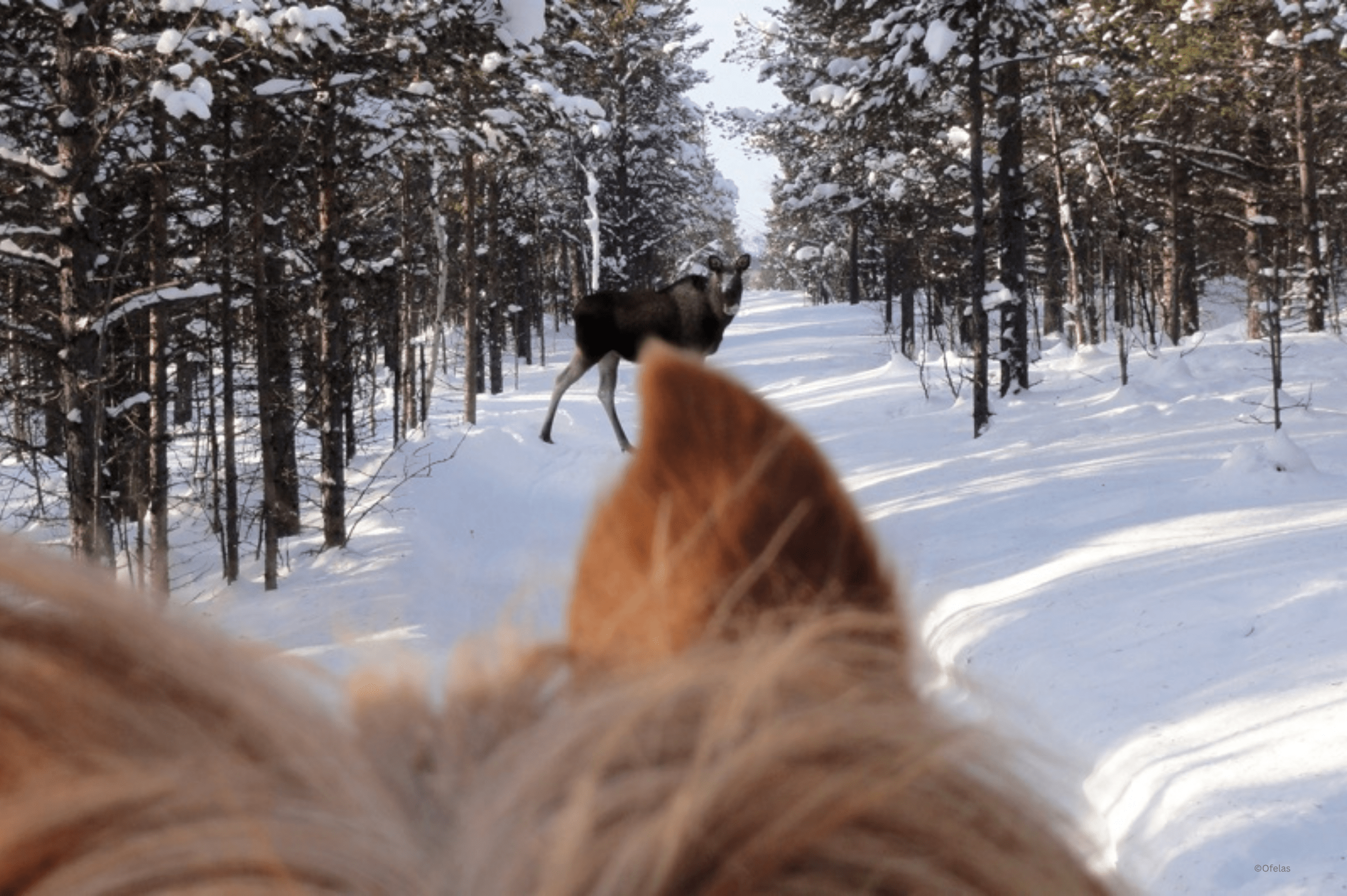 Ofelas - Moose safari on horseback Winter in Kiruna-min