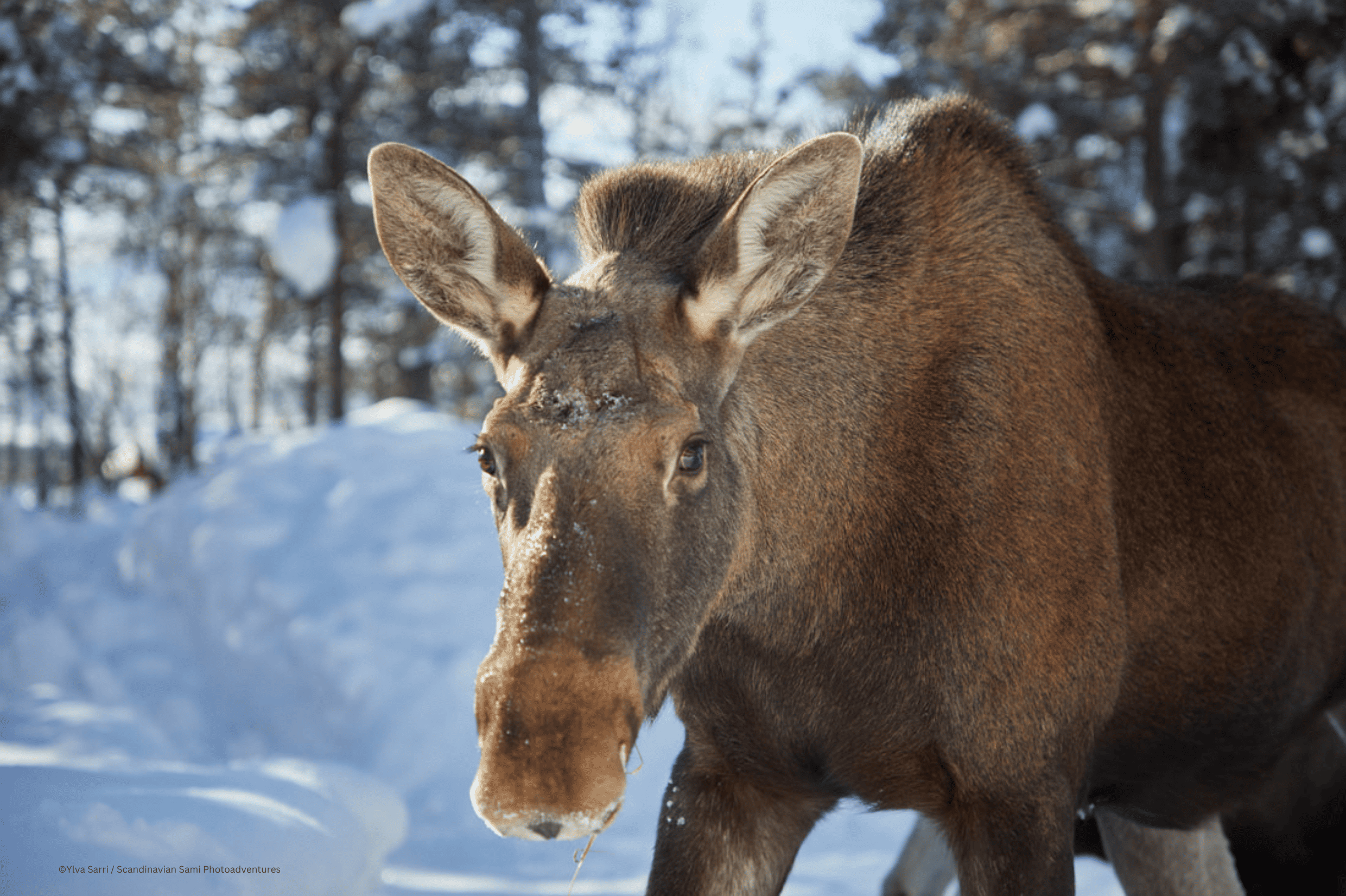 Ylva Sarri _ Scandinavian Sami Photoadventures - Wildlife and Nature photo tour - Moose