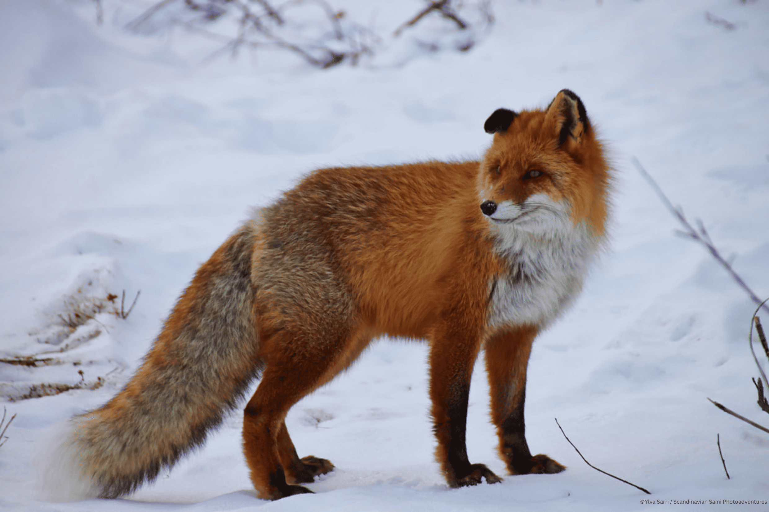 Ylva Sarri _ Scandinavian Sami Photoadventures - Wildlife and Nature photo tour - Red Fox