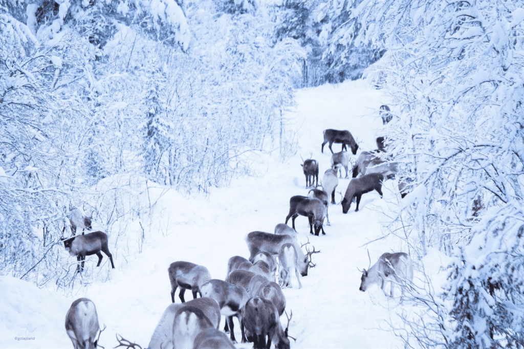 golapland - Reindeer Herder Tour Kiruna Winter