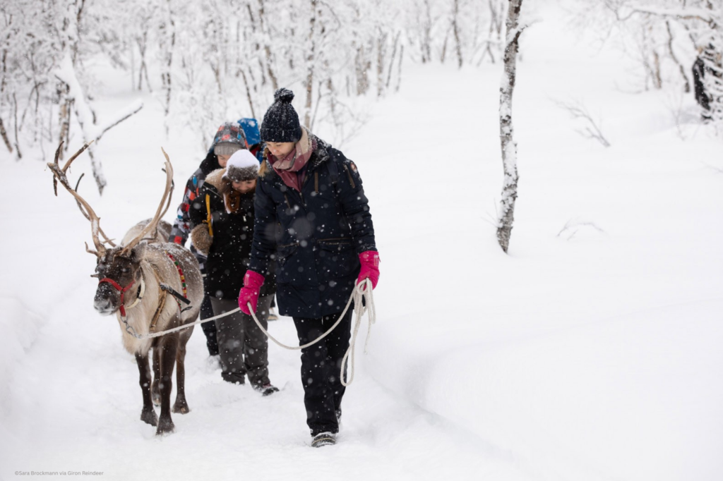Giron Reindeer - Sámi Reindeer Feeding Experience Kiruna Lapland